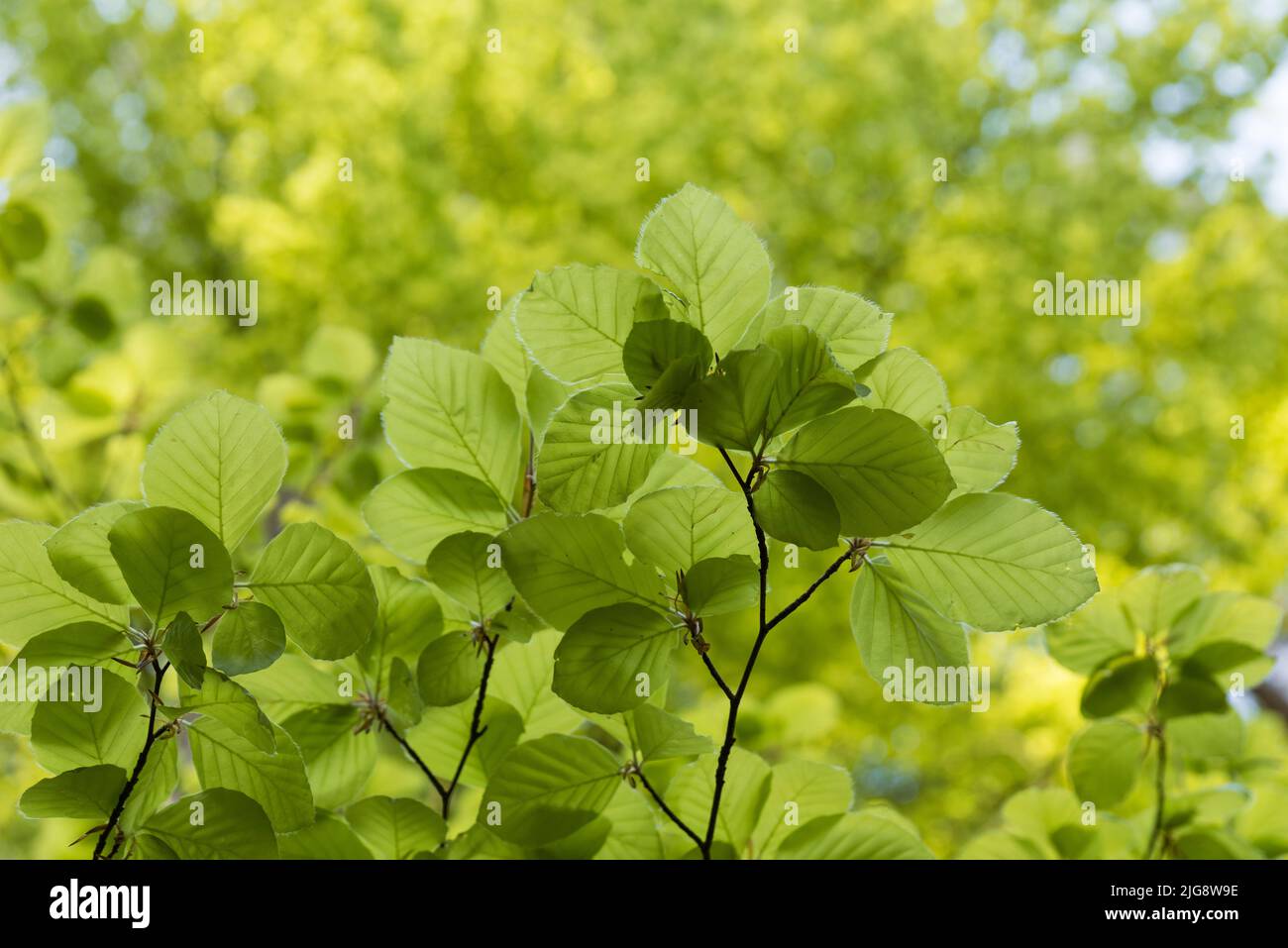 fresh light green leaves of copper beech in spring, Pfälzerwald Nature Park, Pfälzerwald-Nordvogesen Biosphere Reserve, Germany, Rhineland-Palatinate Stock Photo