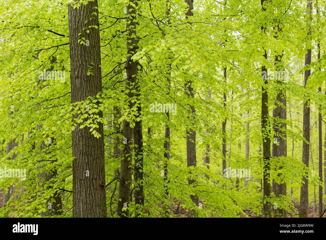 Beech forest in spring, fresh light green foliage, Pfälzerwald Nature Park, Pfälzerwald-Nordvogesen Biosphere Reserve, Germany, Rhineland-Palatinate Stock Photo