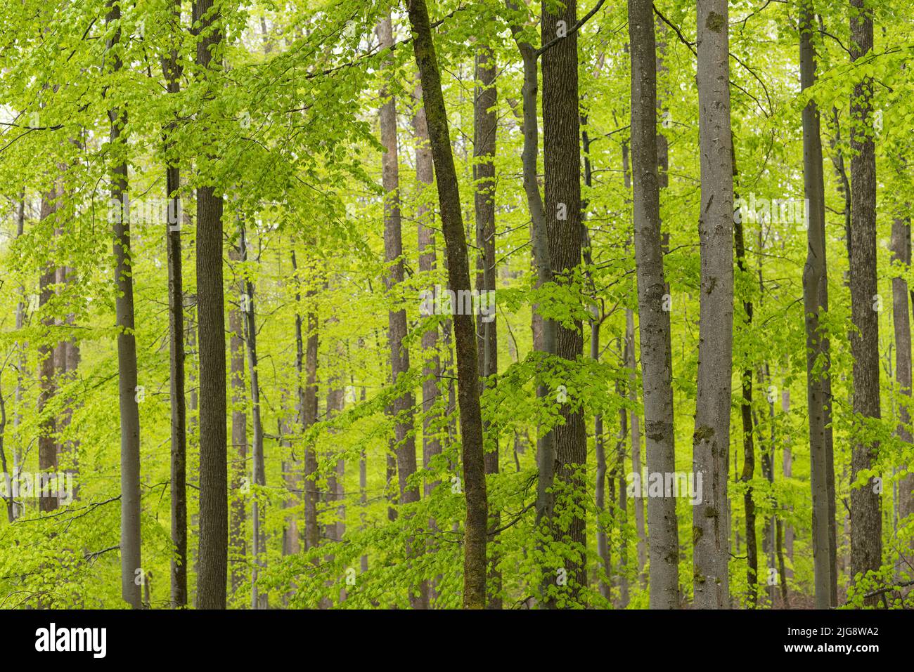 Beech forest in spring, fresh light green foliage, Pfälzerwald Nature Park, Pfälzerwald-Nordvogesen Biosphere Reserve, Germany, Rhineland-Palatinate Stock Photo