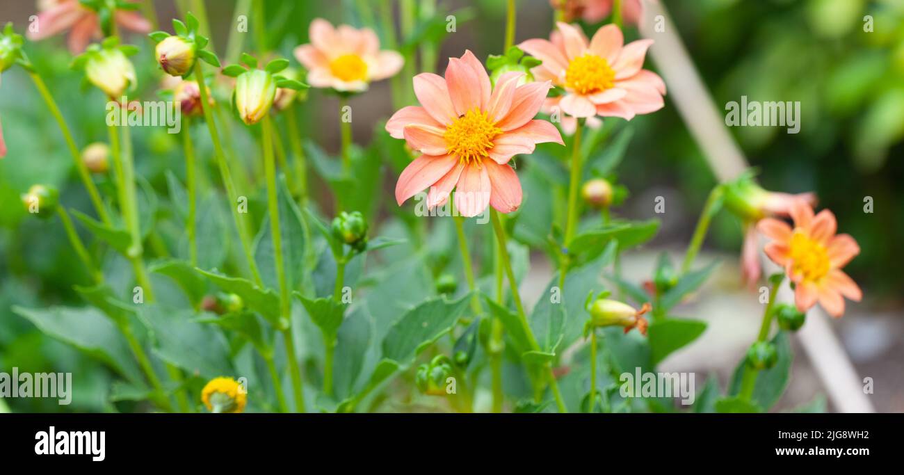 Dahlias - Gardeners Delight Stock Photo