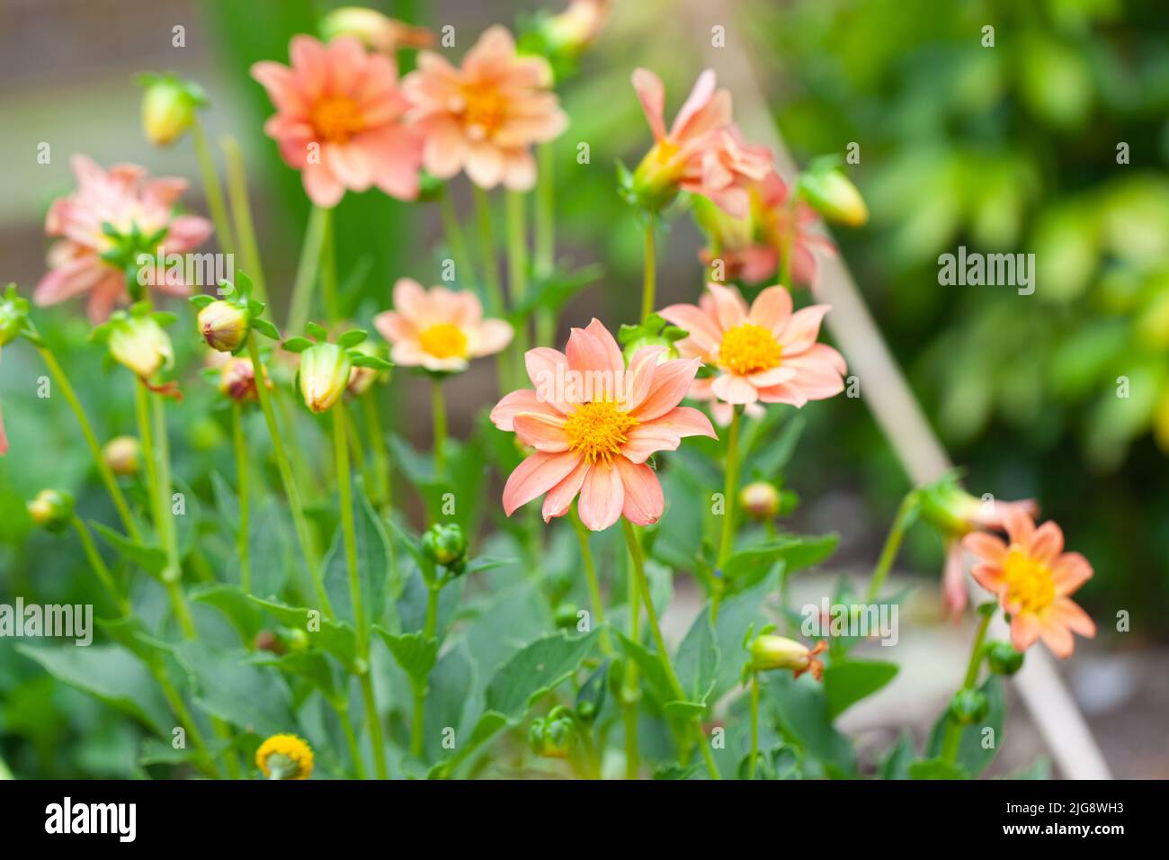 Close-up of  Beautiful Dahlias Growing in an English Garden. Stock Photo
