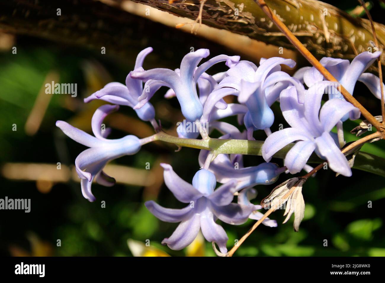 Hyacinths (Hyacinthus) in the open field, blue Stock Photo - Alamy