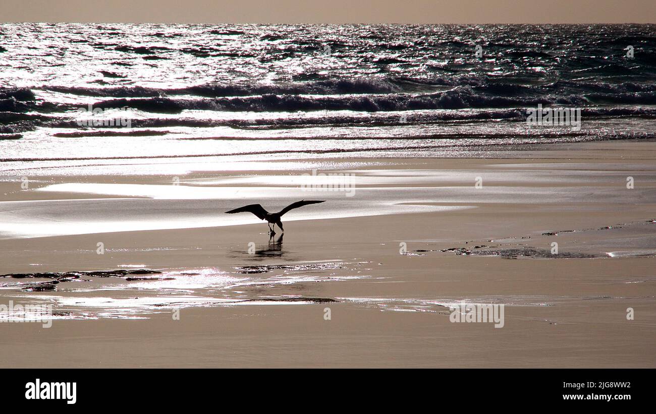 Spain, Canary Islands, Fuerteventura, Corralejo, sea in backlight, beach, bird with spread wings Stock Photo