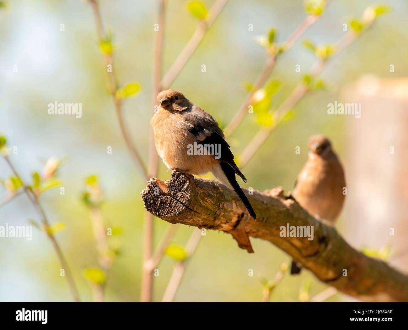 Young bullfinches on a branch Stock Photo