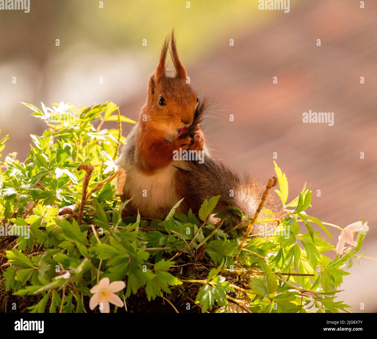 Red squirrel with tail and anemone flowers hi-res stock photography and