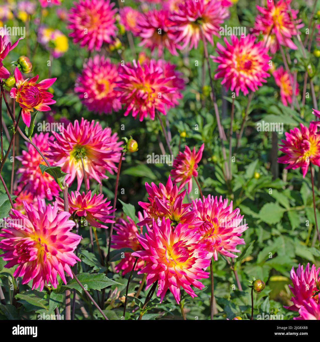 Red and pink dahlias hi-res stock photography and images - Alamy