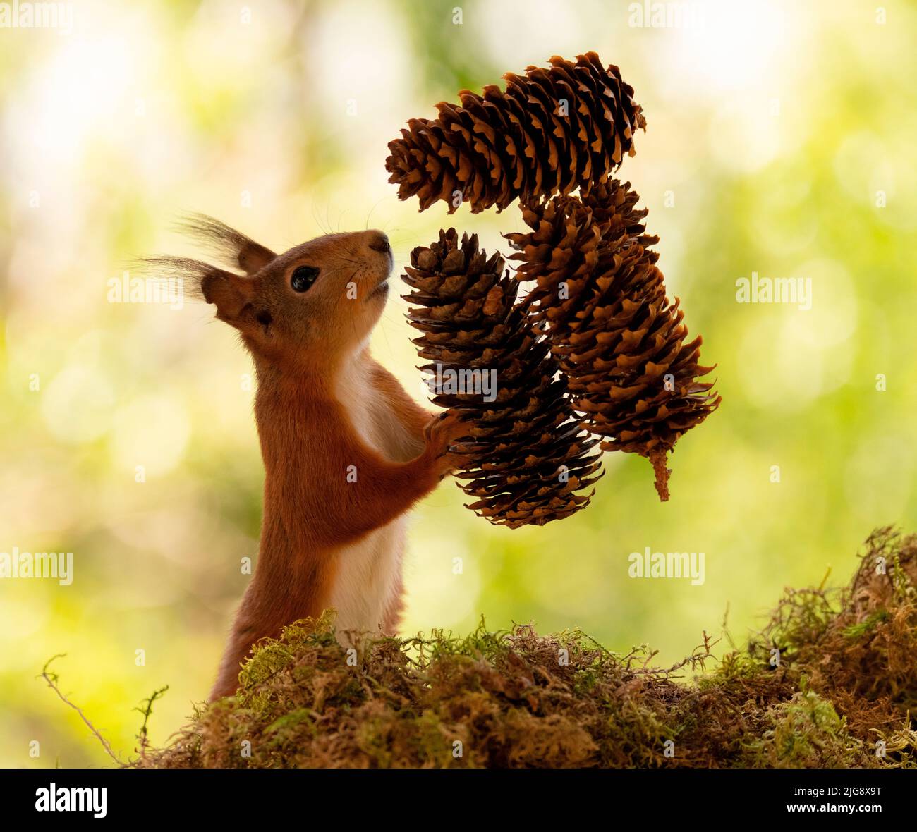 Red squirrel holding pine cone hires stock photography and images Alamy