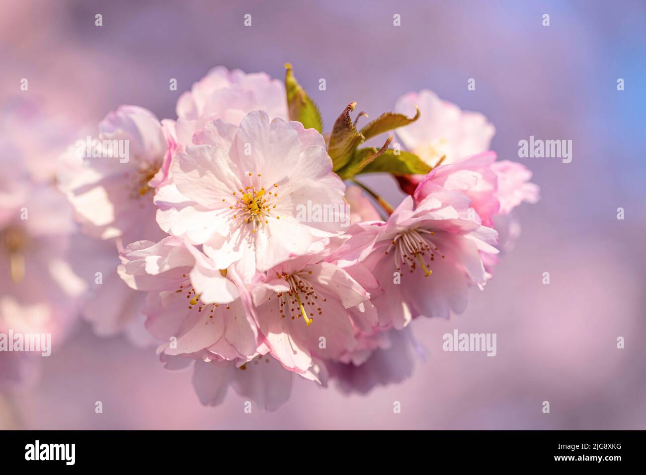 Pink cherry blossoms hi-res stock photography and images - Alamy
