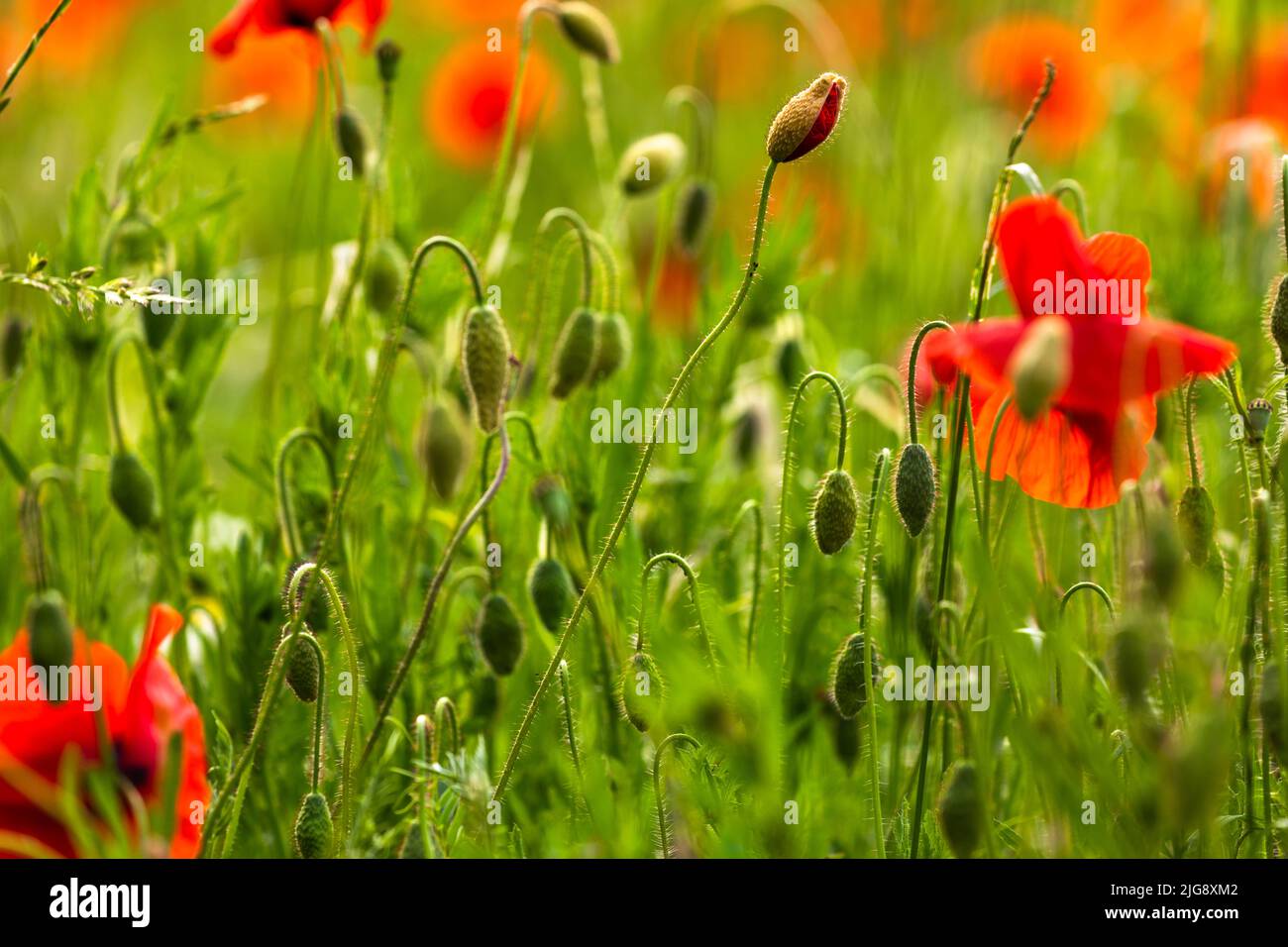 Red corn poppies buds hi-res stock photography and images - Alamy