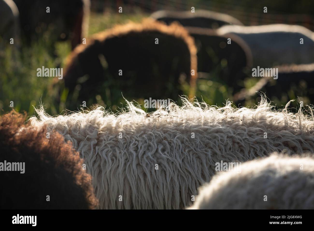 Sheep grazing in the meadow Stock Photo - Alamy