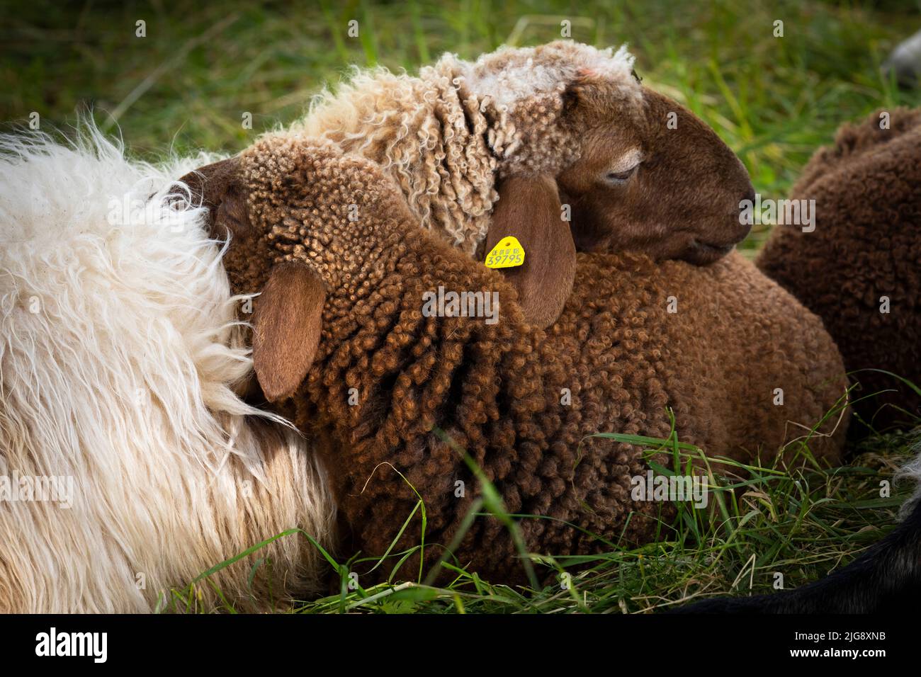 Ewe with sleeping lamb Stock Photo