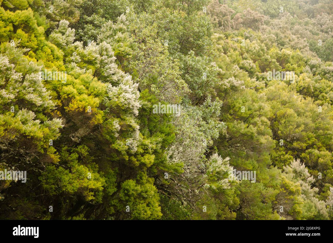 Evergreen forest in the Garajonay National Park. La Gomera. Canary Islands. Spain. Stock Photo