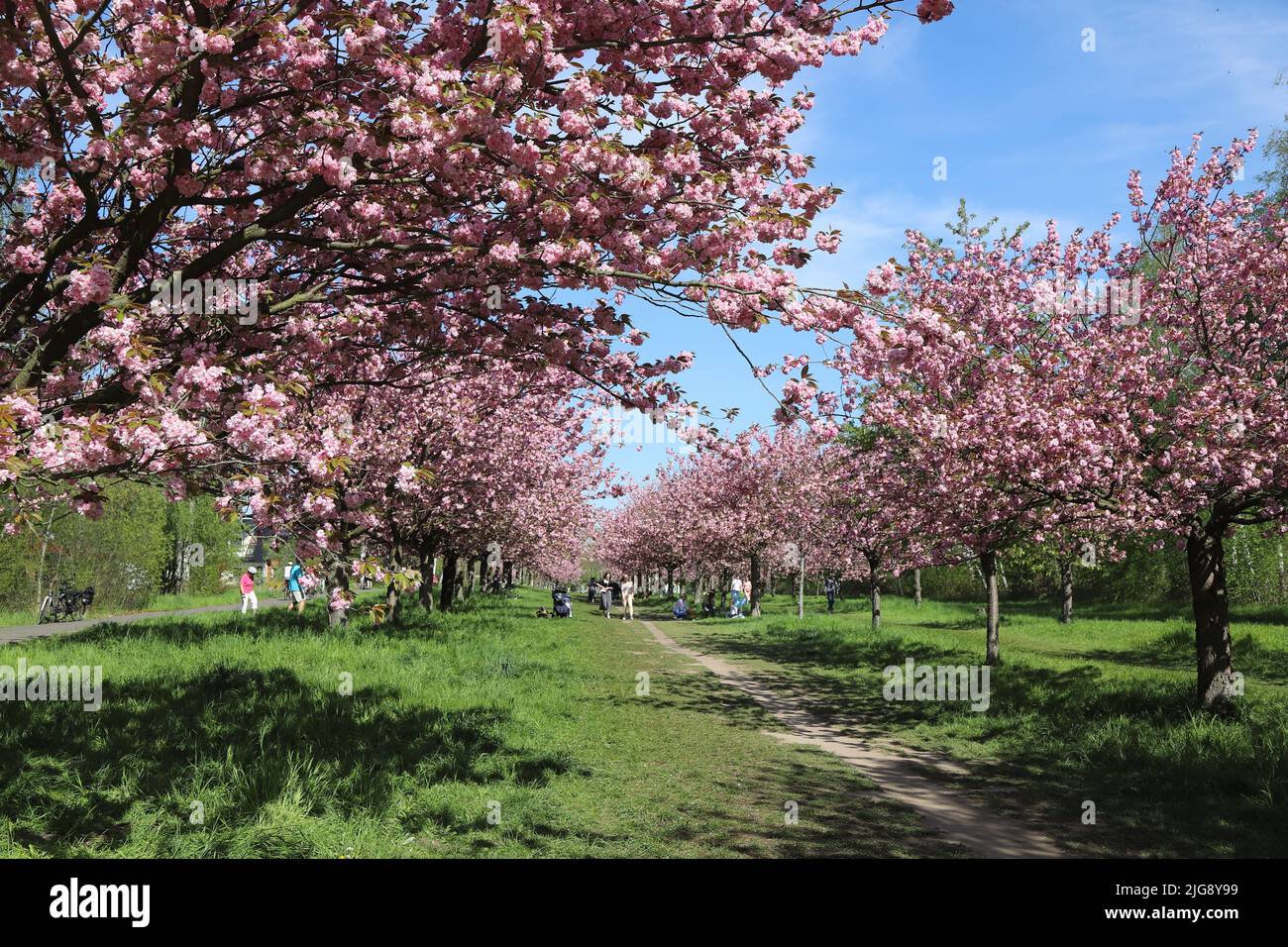 Germany, Berlin, wall way, cherry blossom avenue Stock Photo