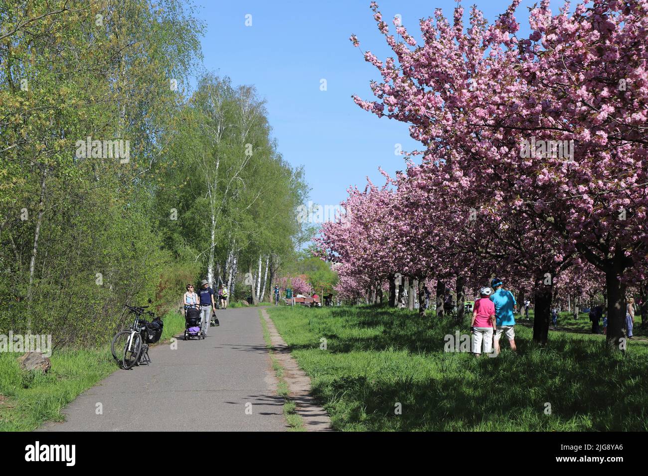Germany, Berlin, wall way, cherry blossom avenue Stock Photo