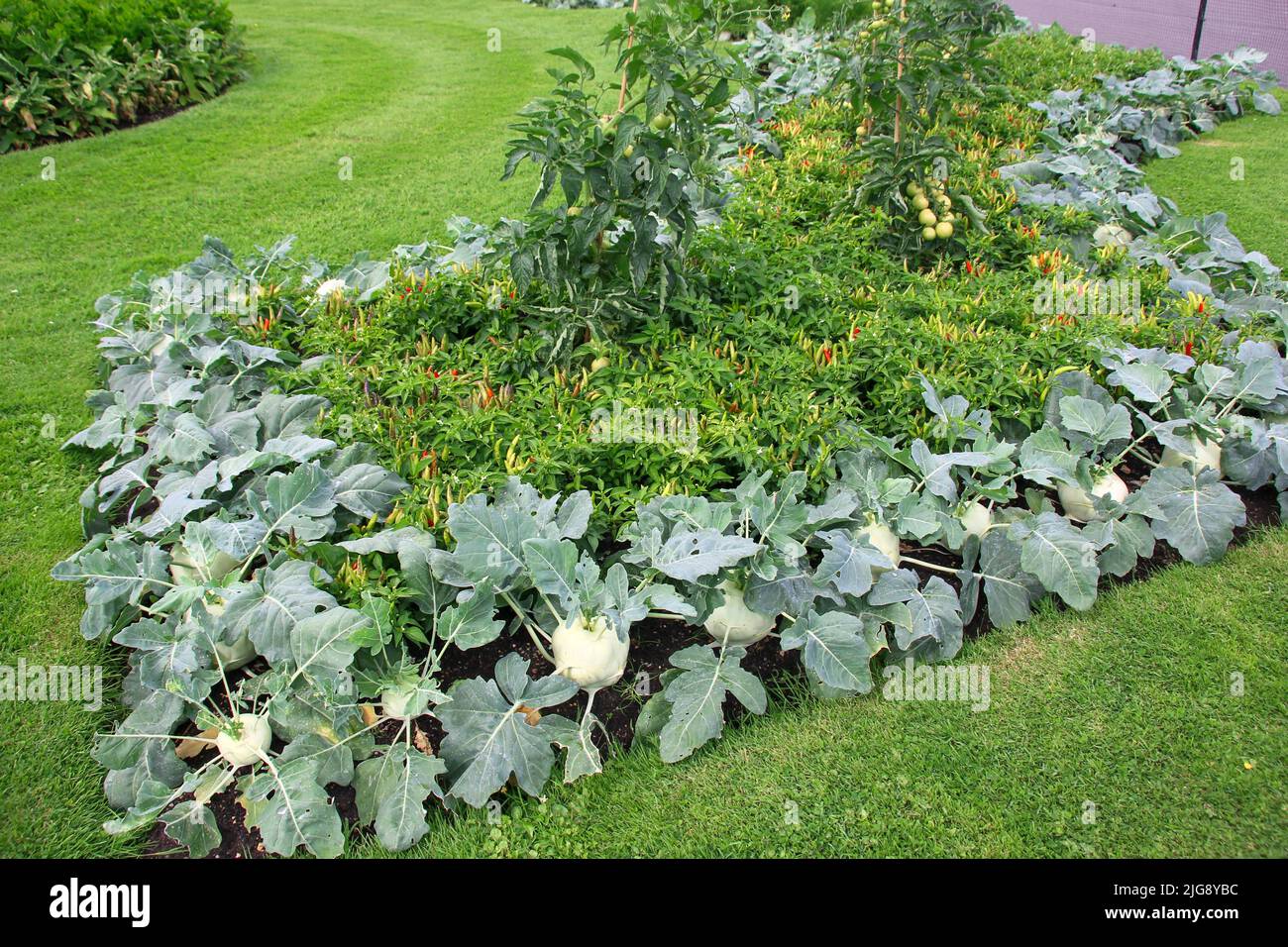Beautifully decorated flowerbed of vegetables in public park in London. Beautiful decor of red chili, kohlrabi, tomatoes growing in garden Stock Photo