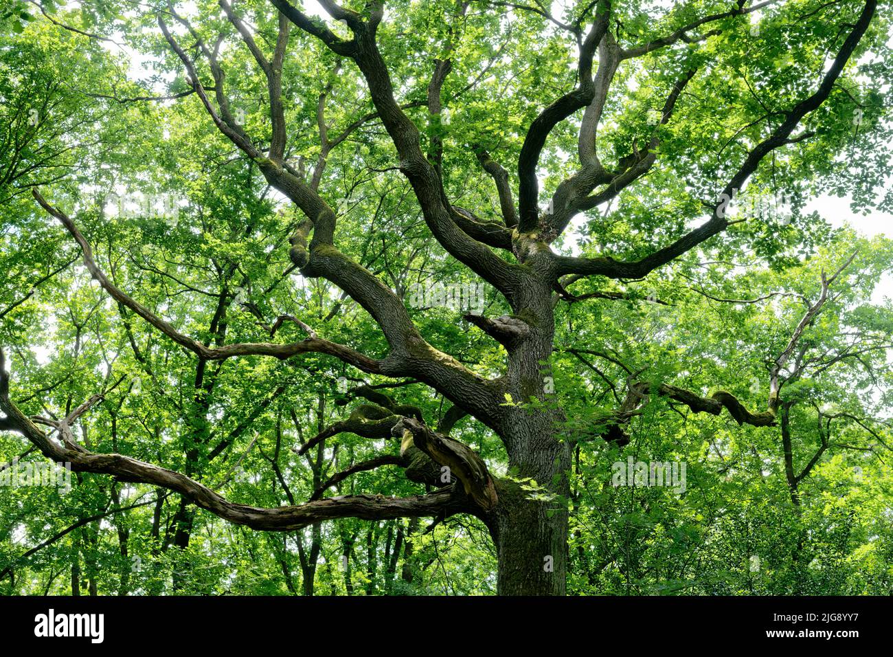 Europe, Germany, North Rhine-Westphalia, Stockheim, Stockheimer forest, tree, oak, Quercus, green, spring, sun, nobody, no people Stock Photo