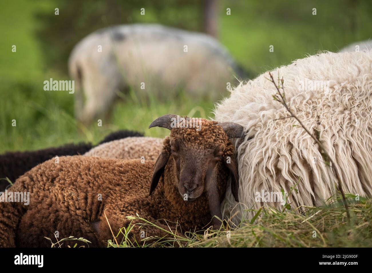 Sleeping ram hi-res stock photography and images - Alamy