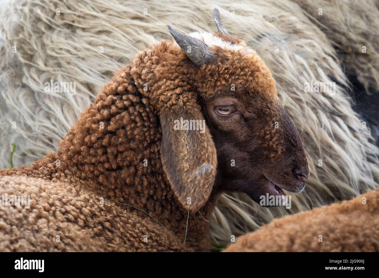 Young ram sleeping with his mother Stock Photo