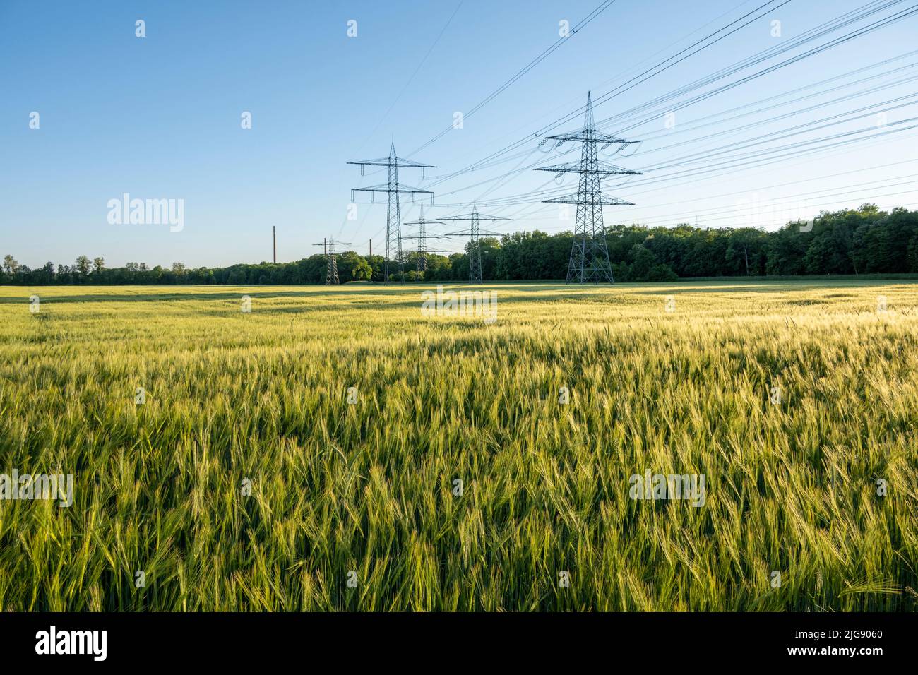 Germany, Baden-Württemberg, Karlsruhe, overhead power lines in a grain field. Stock Photo