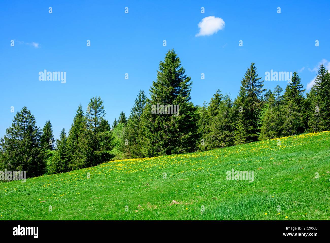Germany, Baden-Württemberg, Black Forest, Feldberg, meadow with coniferous forest. Stock Photo