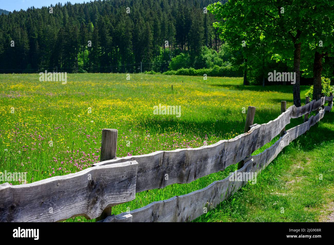 Germany, Baden-Württemberg, Black Forest, Titisee, old wooden picket fence at a meadow. Stock Photo