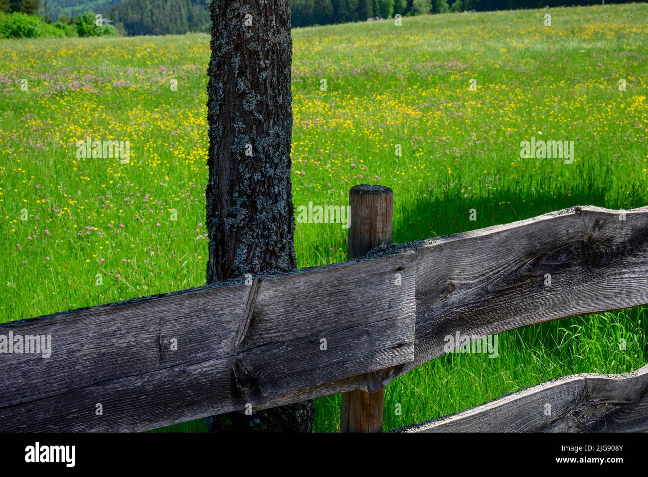 Germany, Baden-Württemberg, Black Forest, Titisee, old wooden picket fence at a meadow. Stock Photo