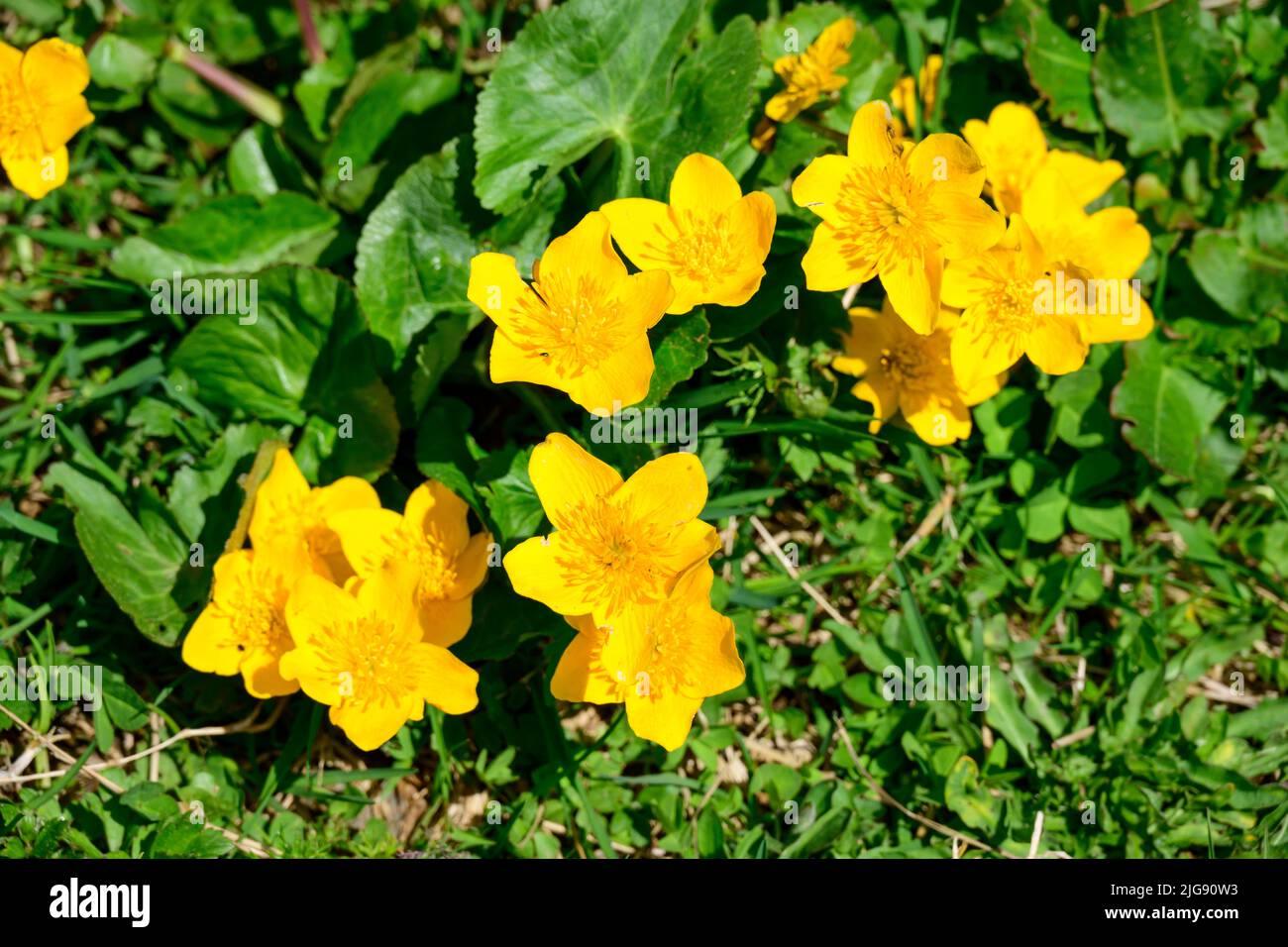 Marsh marigold (Caltha palustris), a species of plant in the marigold genus (Caltha) Ranunculaceae family. Stock Photo