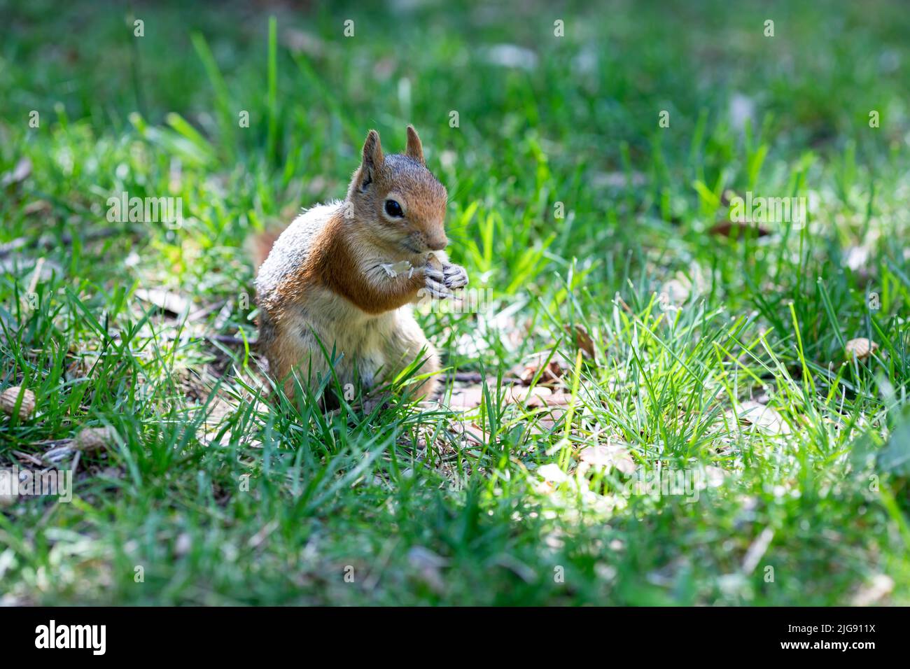Red Squirrel in the forest Stock Photo