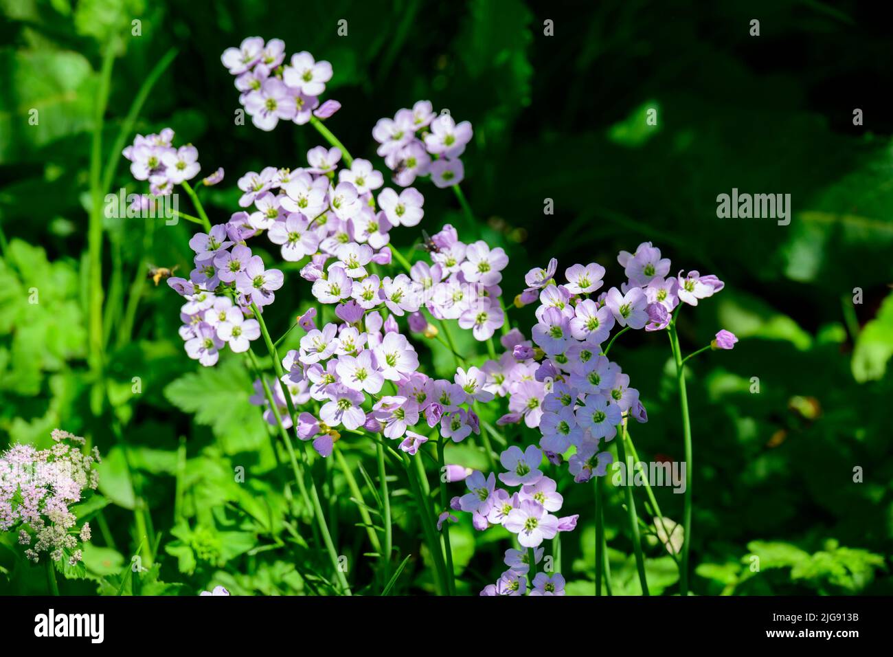 Meadow foamwort (Cardamine pratensis) Plant species Genus of foamworts (Cardamine) Family of cruciferous plants (Brassicaceae). Stock Photo
