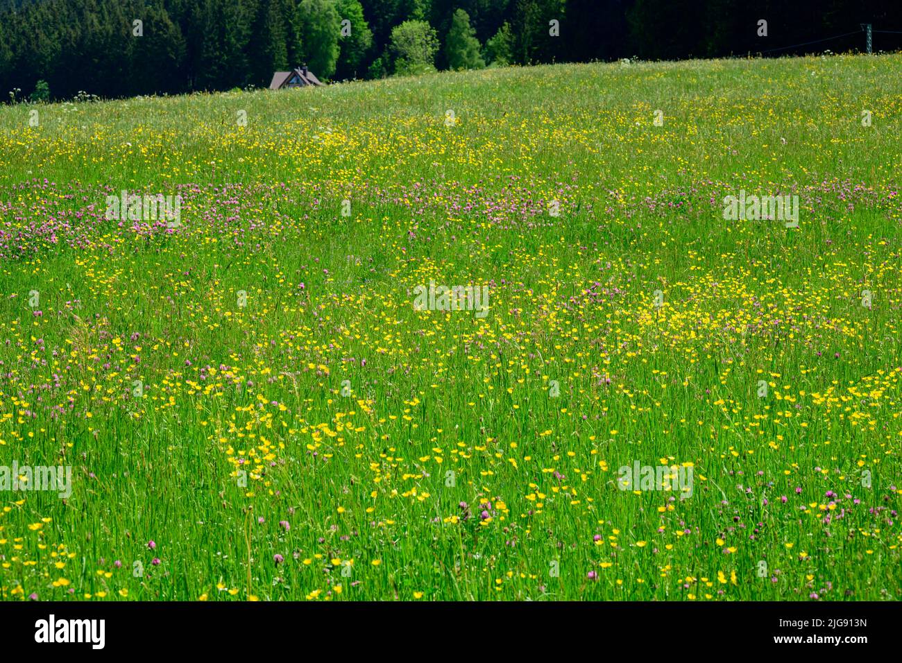 Germany, Baden-Wuerttemberg, Black Forest, Titisee, Wiese am See. Stock Photo
