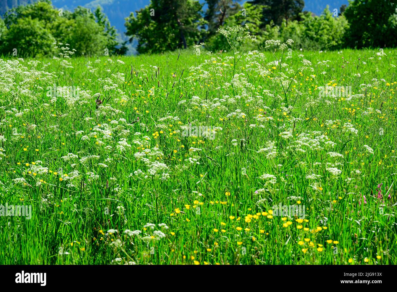 Germany, Baden-Wuerttemberg, flower meadow. Stock Photo