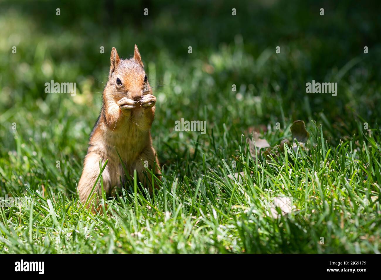 Red Squirrel in the forest Stock Photo
