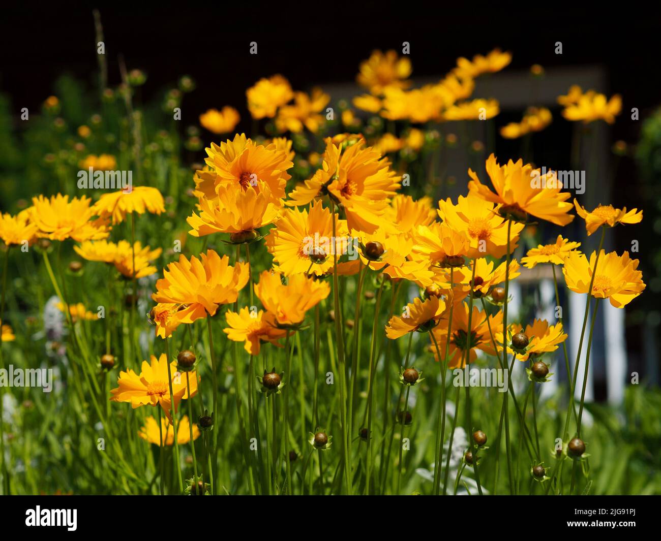 A clump of golden yellow tickseed (Coreopsis grandiflora) flowers in bloom in a garden in Ottawa, Ontario, Canada. Stock Photo