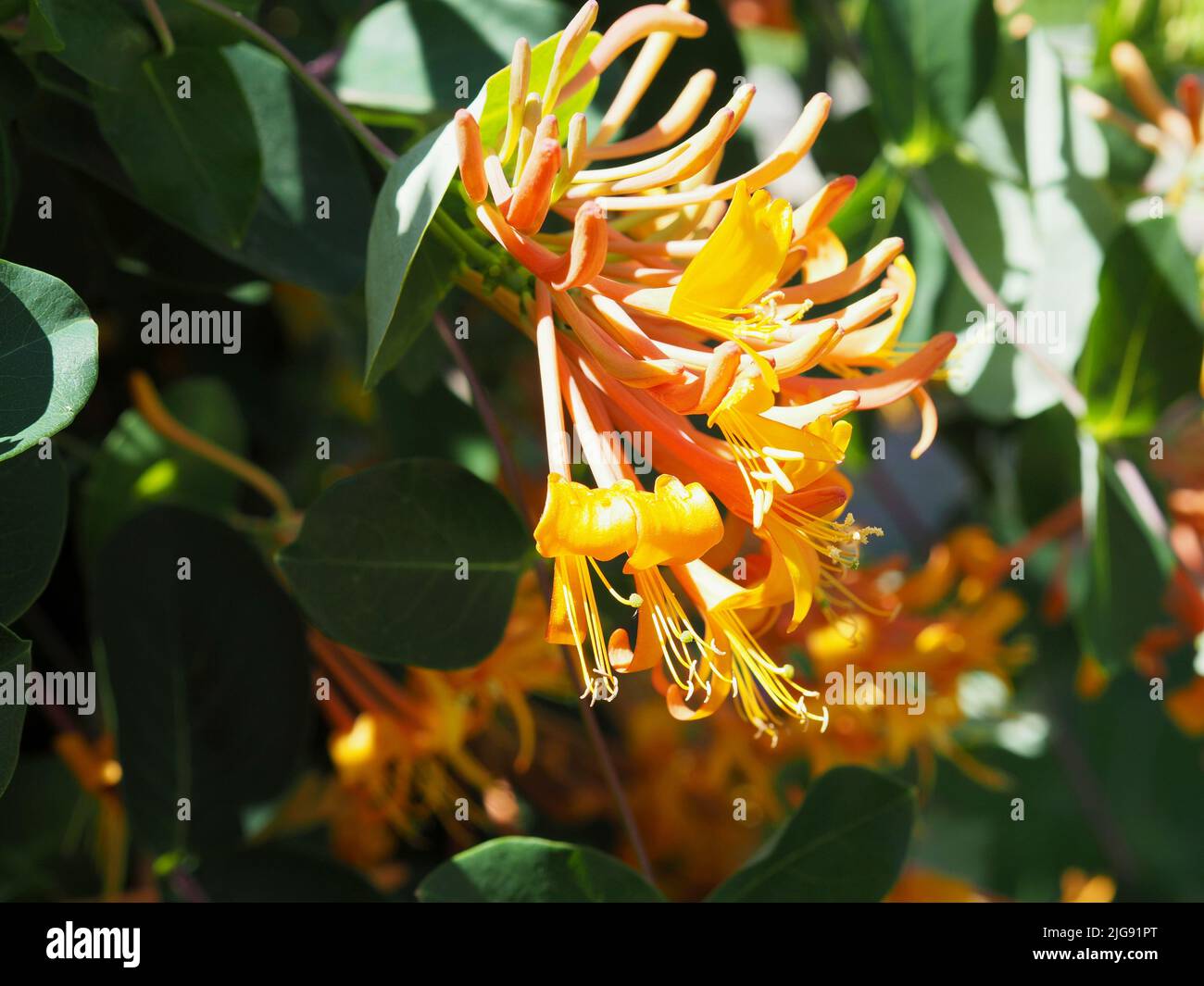 Astonishing orange and yellow flowers of a honeysuckle (Lonicera sempervirens) in bloom in a garden in Ottawa, Ontario, Canada. Stock Photo