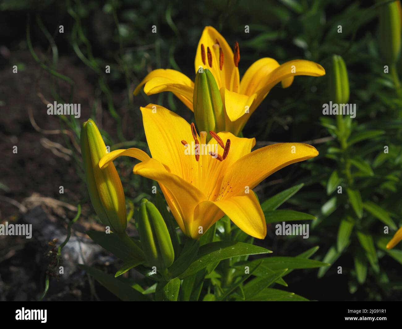 Pure buttery yellow flower of a lily (Lilium bulbiferum) in full bloom in a garden in Ottawa, Ontario, Canada. Stock Photo
