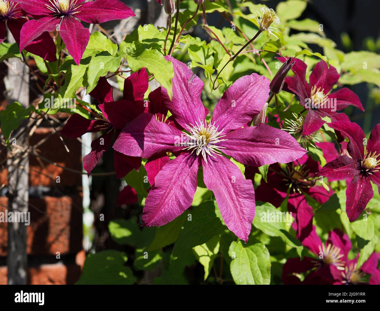Large purple clematis (Clematis viticella) flower in full bloom in a