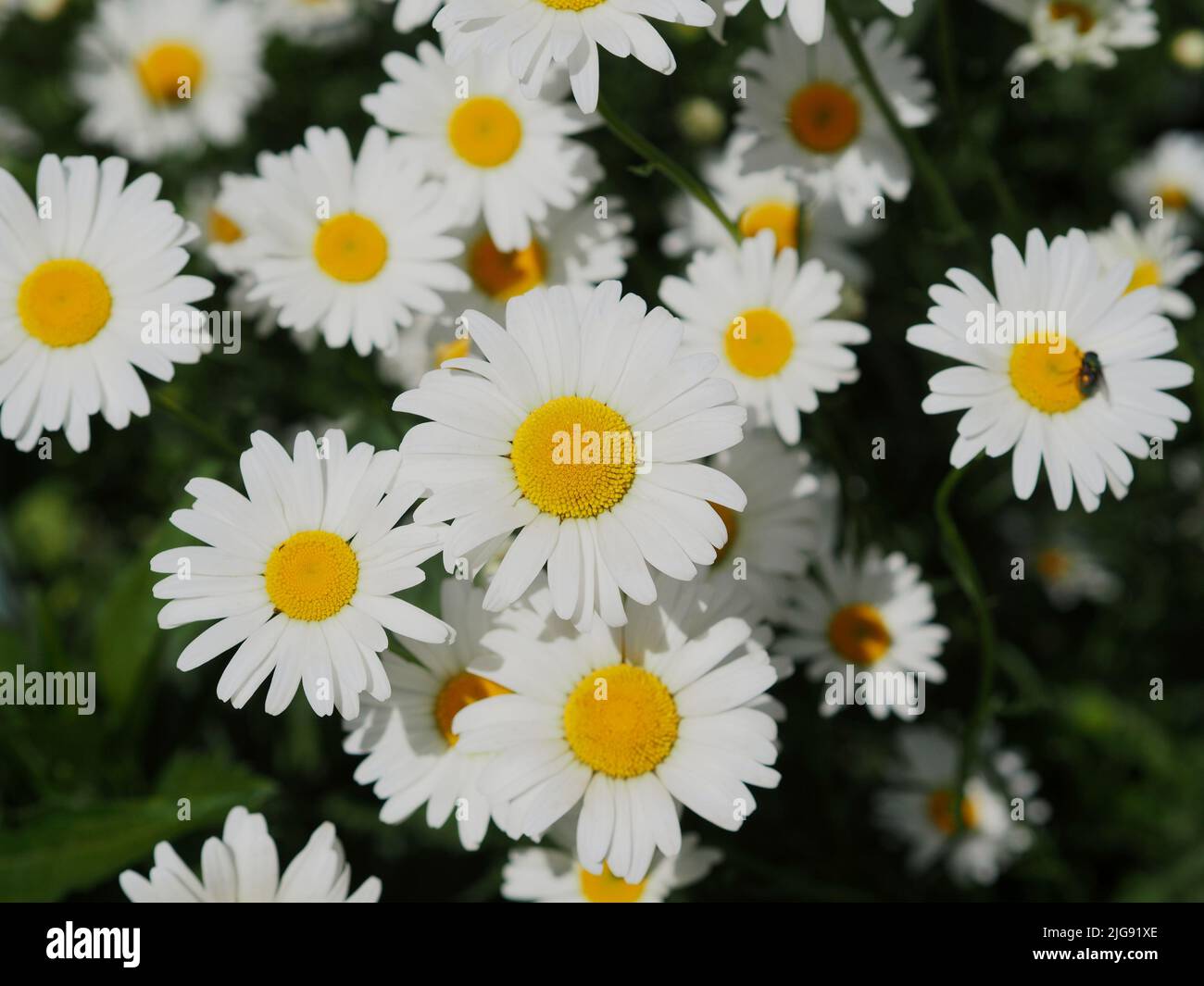 Hard to beat the simple pleasure of a clump of daisy (Leucanthemum vulgare) in a garden in Ottawa, Ontario, Canada. Stock Photo