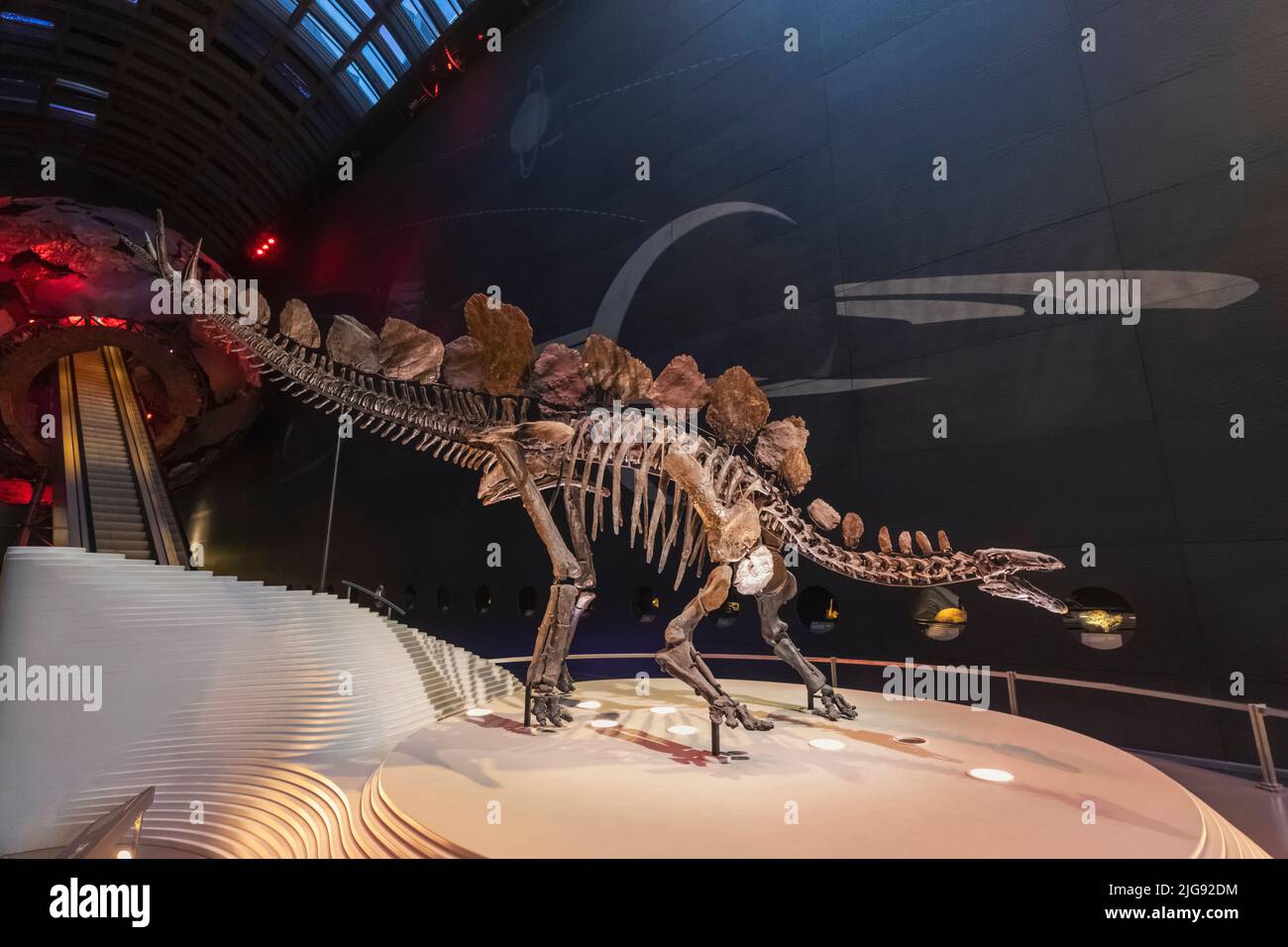 England, London, South Kensington, Natural History Museum, Sophie the Stegosaurus Dinosaur Stock Photo