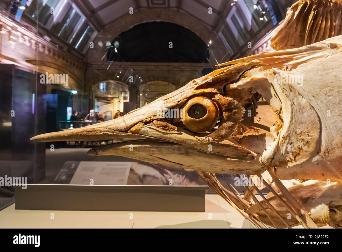 England, London, South Kensington, Natural History Museum, Exhibit of a Skeleton of a Black Marlin Fish Stock Photo