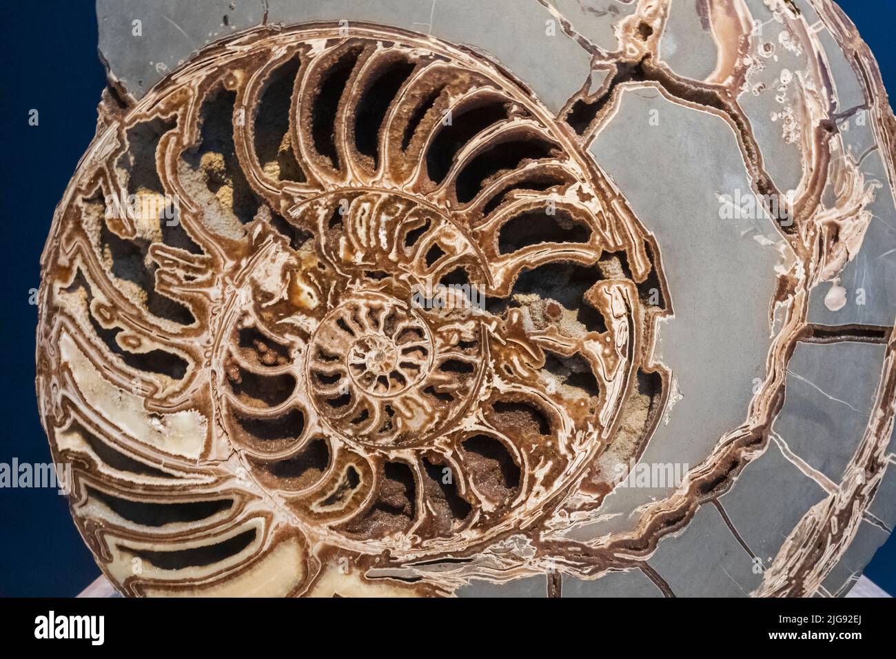 England, London, South Kensington, Natural History Museum, Display of Ammonite Fossil Stock Photo