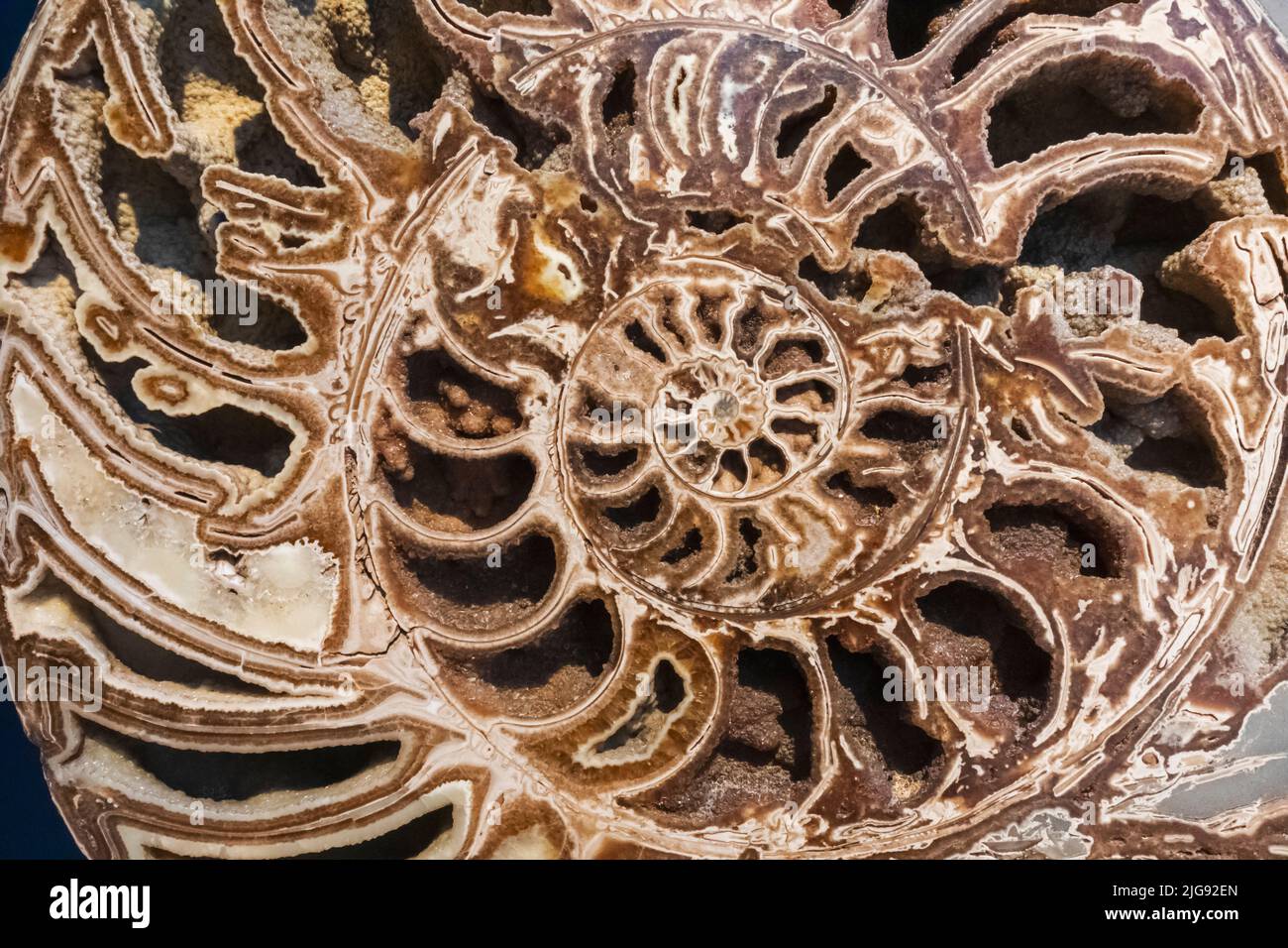 England, London, South Kensington, Natural History Museum, Display of Ammonite Fossil Stock Photo