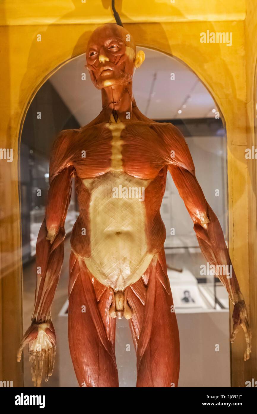 England, London, South Kensington, Science Museum, Exhibit of Historical Wax Figure showing Dissected Human Body Parts dated 1800s Stock Photo