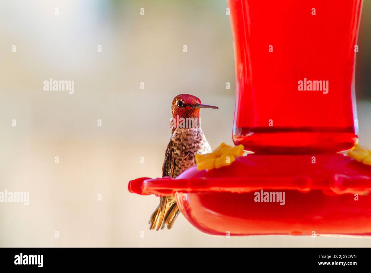 Hummingbird perched at a red feeder Stock Photo