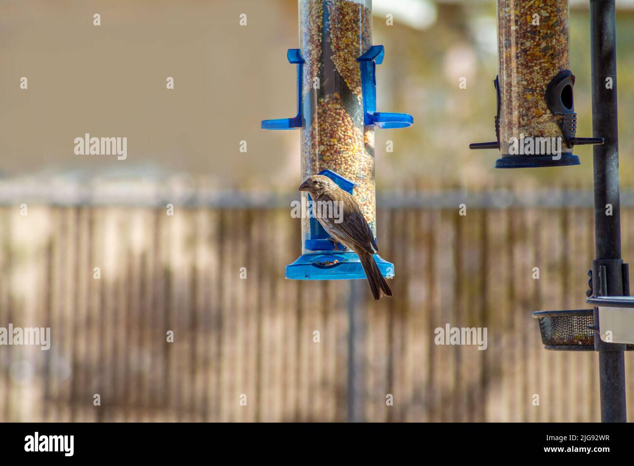 A House Finch perched on a bird feeder Stock Photo