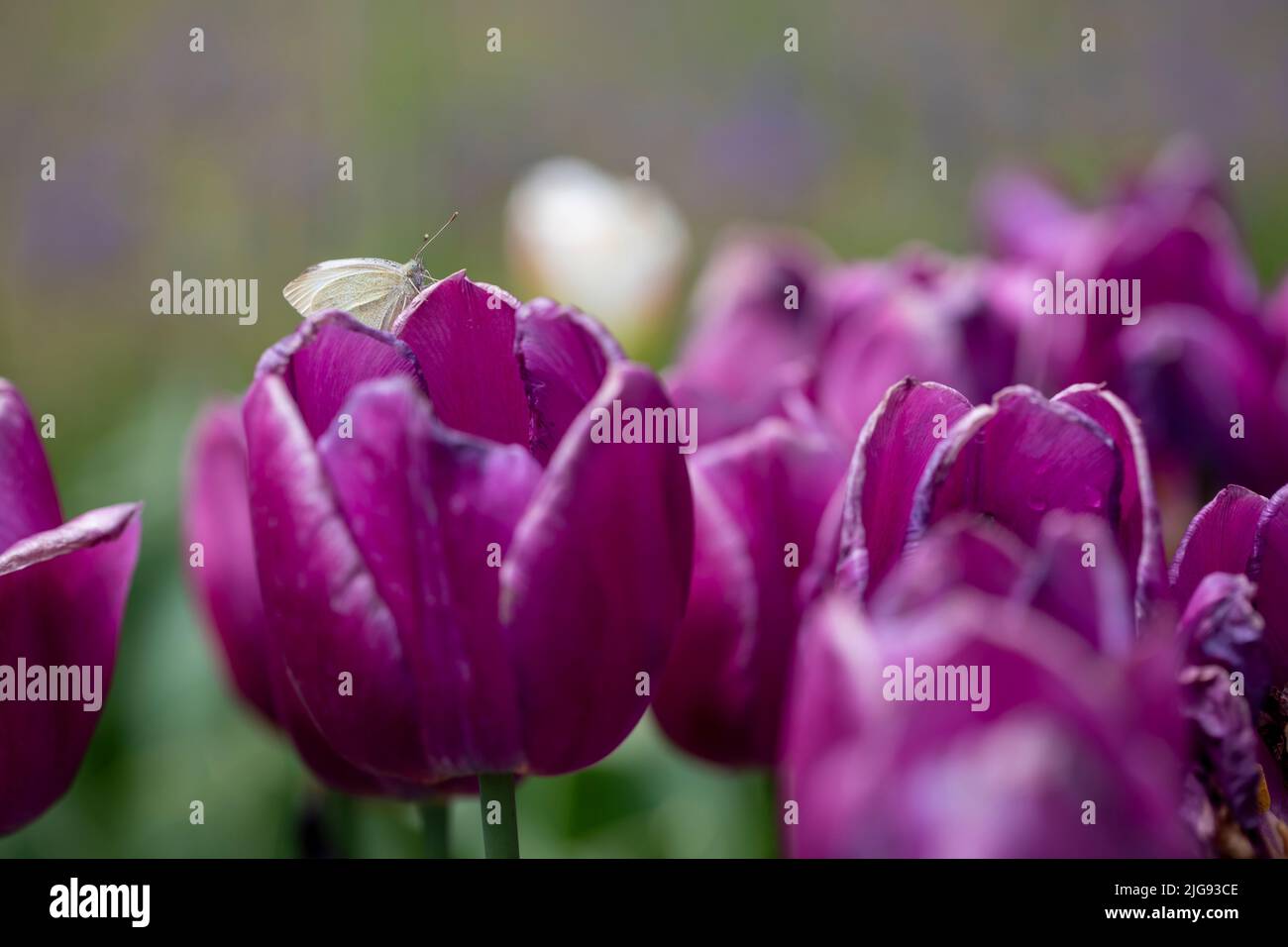 tulips in pastel coral tints at blurry background Stock Photo