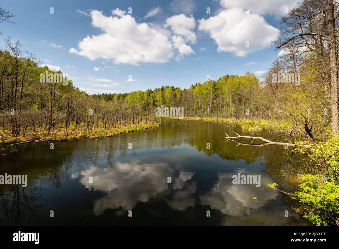 Europe, Poland, Kuyavian-Pomeranian Voivodeship, Brodnica Landscape Park - Skarlanka river Stock Photo