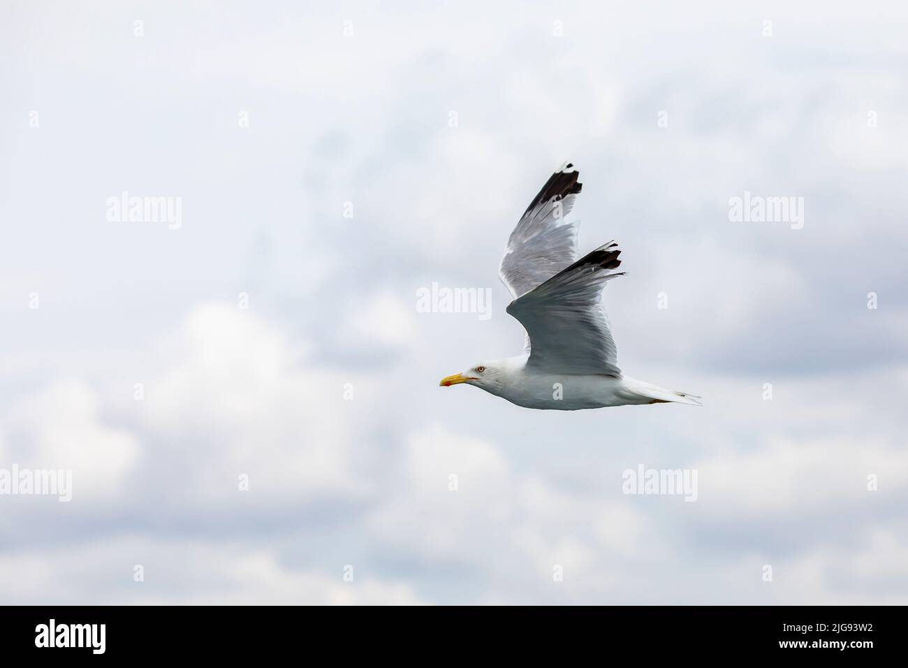Beautiful seagulls soaring in the blue sky Stock Photo
