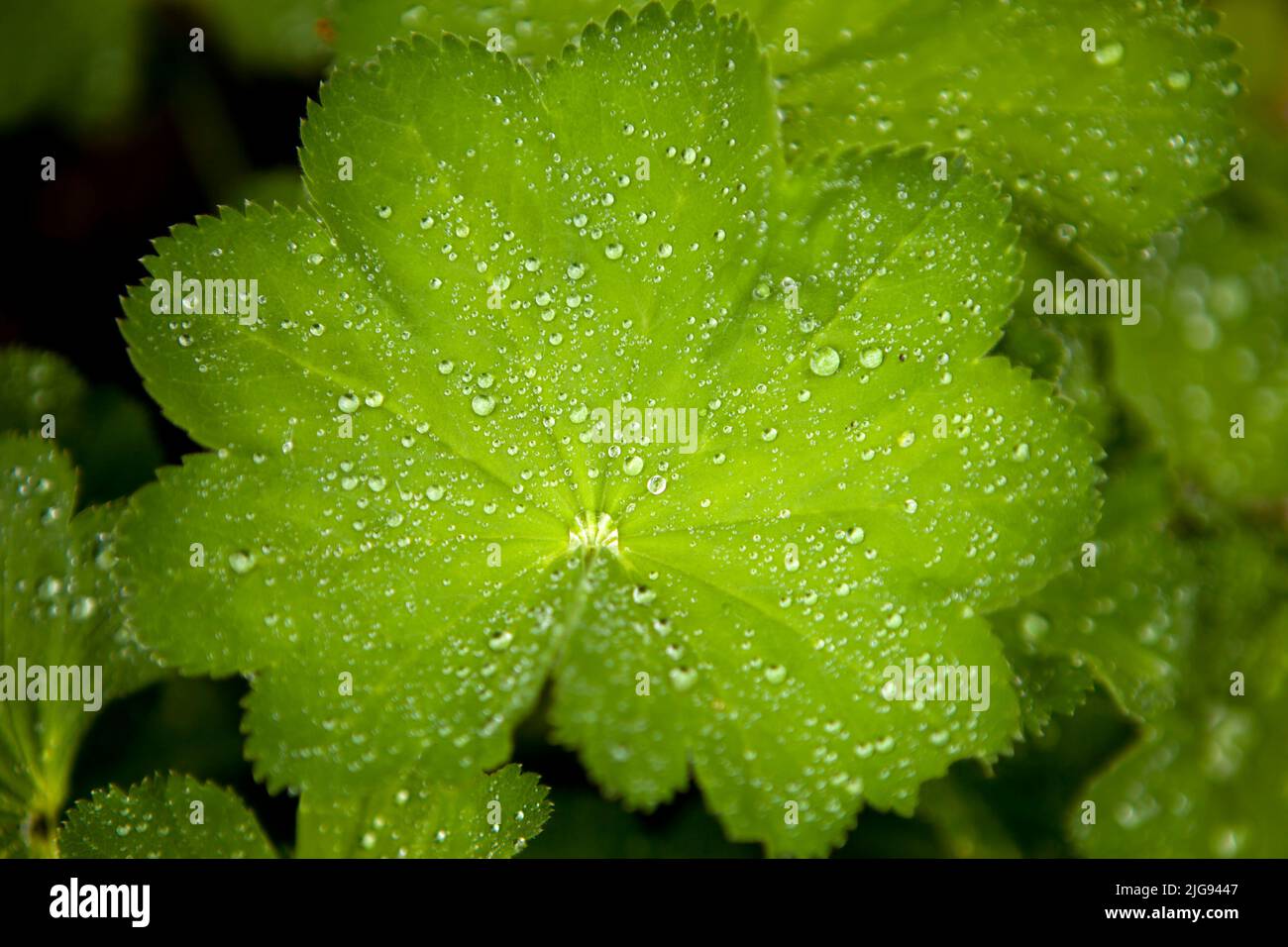 lady-s mantles plant - green leaf with water drops or raindrops Stock Photo
