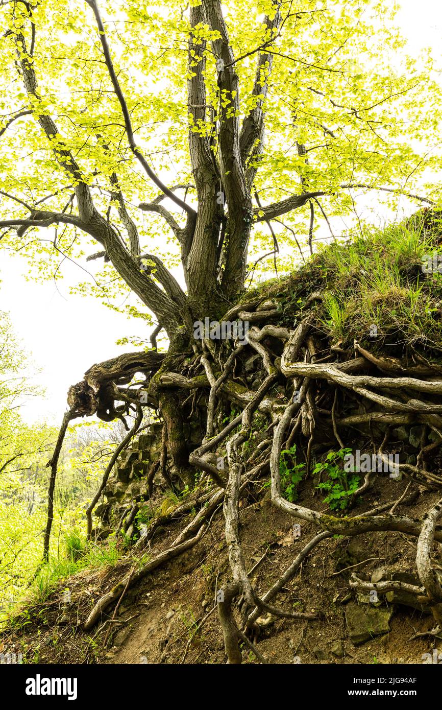 Europe, Poland, Lower Silesia, Mysliborski Gorge near Jawor Stock Photo