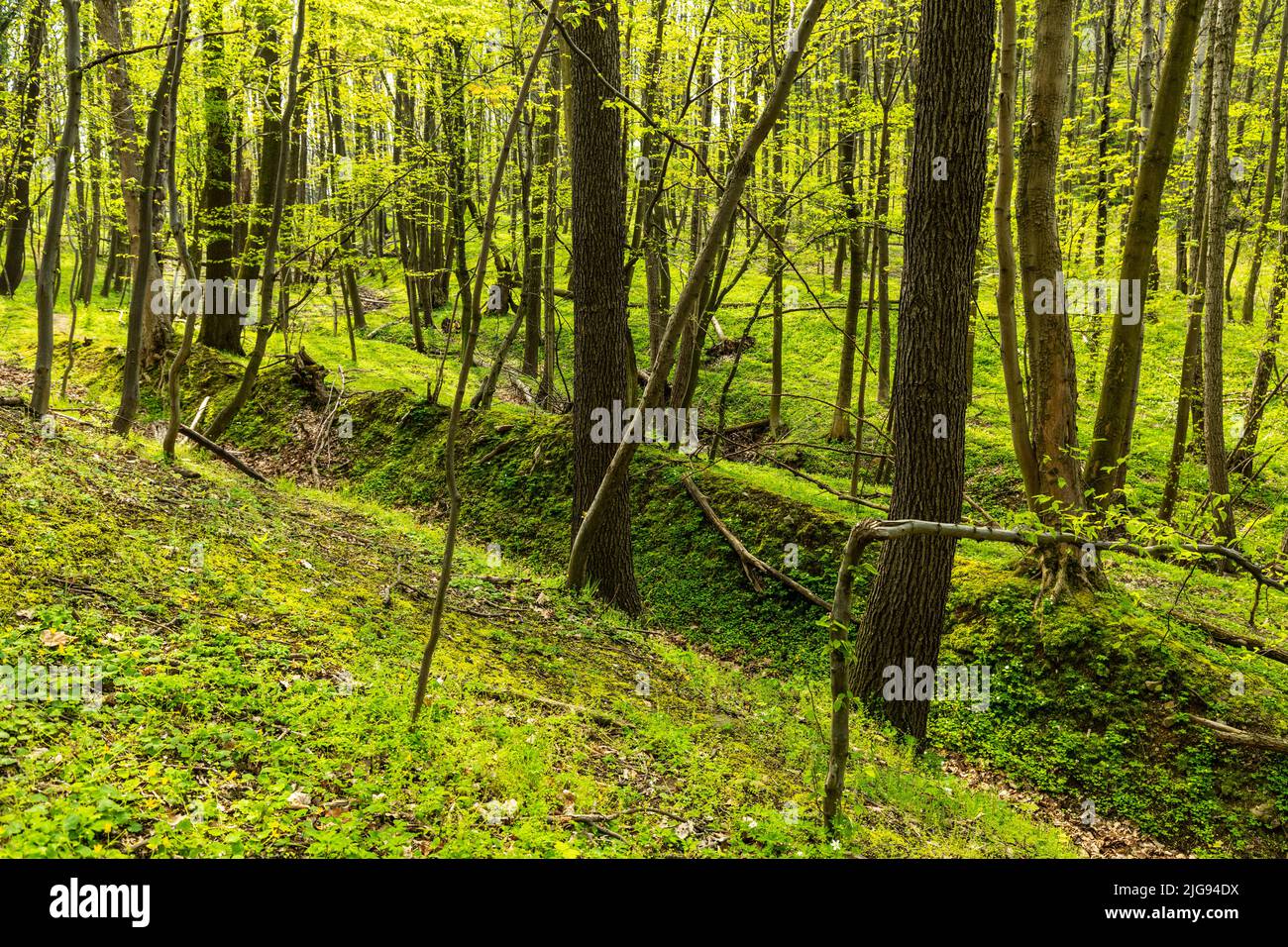Europe, Poland, Lower Silesia, Mysliborski Gorge near Jawor Stock Photo
